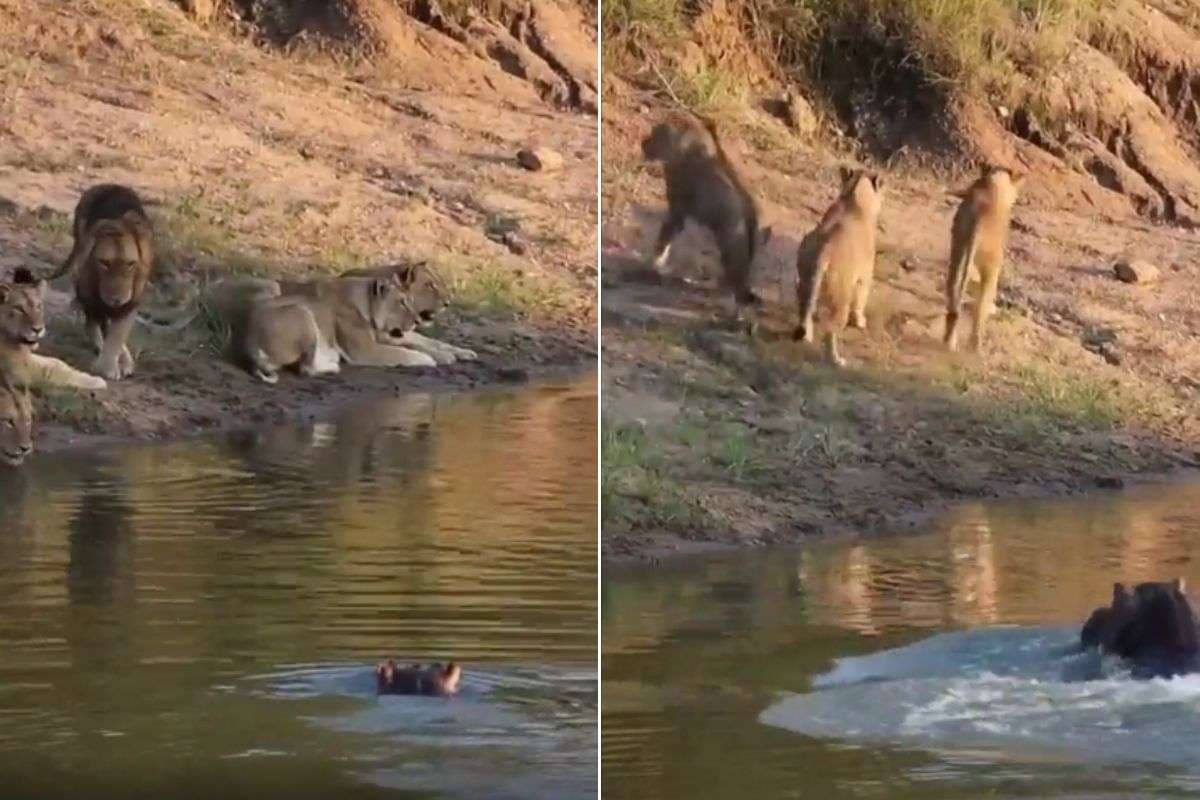 Viral Video: हिप्पो को देख भीगी बिल्ली बन गया शेरों का झुंड, तालाब किनारे से बीवी बच्चे संग दुम दबा कर भागे वनराज