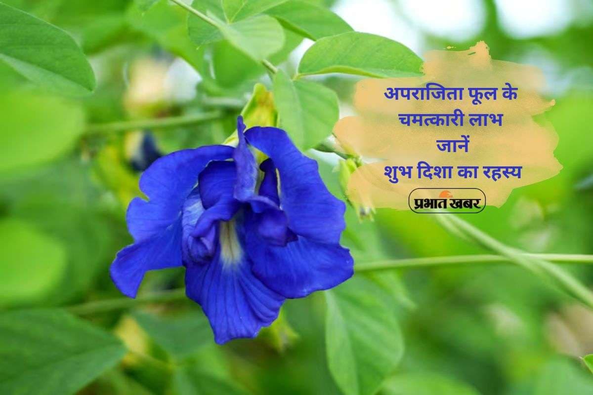 Aparajita Flower Jyotish Upay: घर में अपराजिता लगाने से बदल सकती है किस्मत,सही दिशा में लगाने से बढ़े सुख-समृद्धि