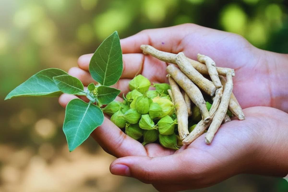 Ashwagandha Benefits for Skin and Hair: एक जड़ी-बूटी जो बदल देगी आपकी त्वचा और बाल! पढ़ें अश्वगंधा के चौंकाने वाले फायदे