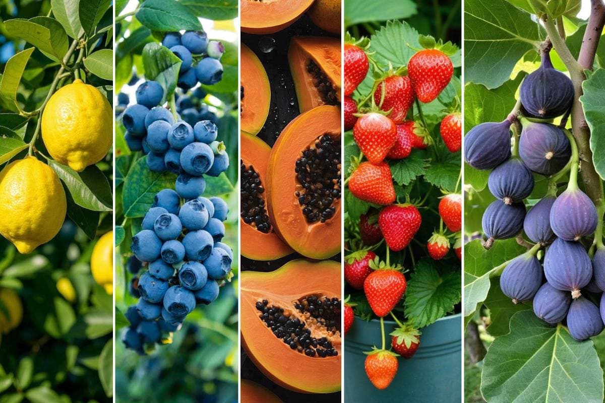 Best Fruiting Plant to Grow in February: फरवरी में लगाएं ये 5 फलदार पौधे, गर्मियों में घर बैठे मिलेंगे ताजे और स्वादिष्ट फल