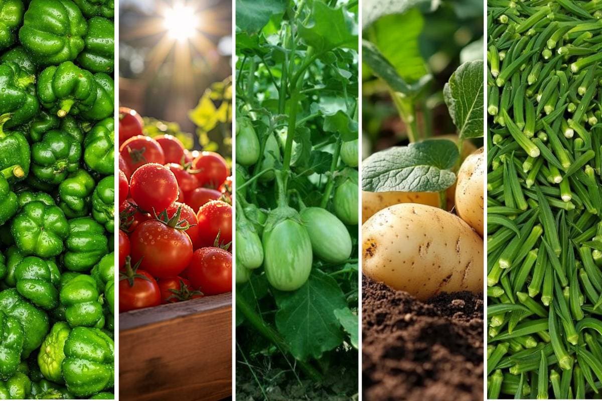 Best Vegetables to Grow in February: फरवरी में लगाएं ये 5 सब्ज़ियां, किचन गार्डन होगा हरा-भरा