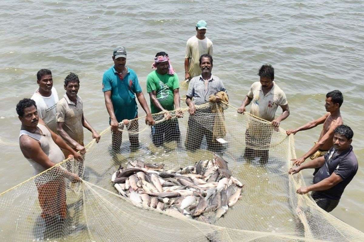 Bihar Fish Farming: बिहार में तेजी से बढ़ रहा मछली पालन का दायरा, पिछले 10 सालों में डबल हुआ उत्पादन