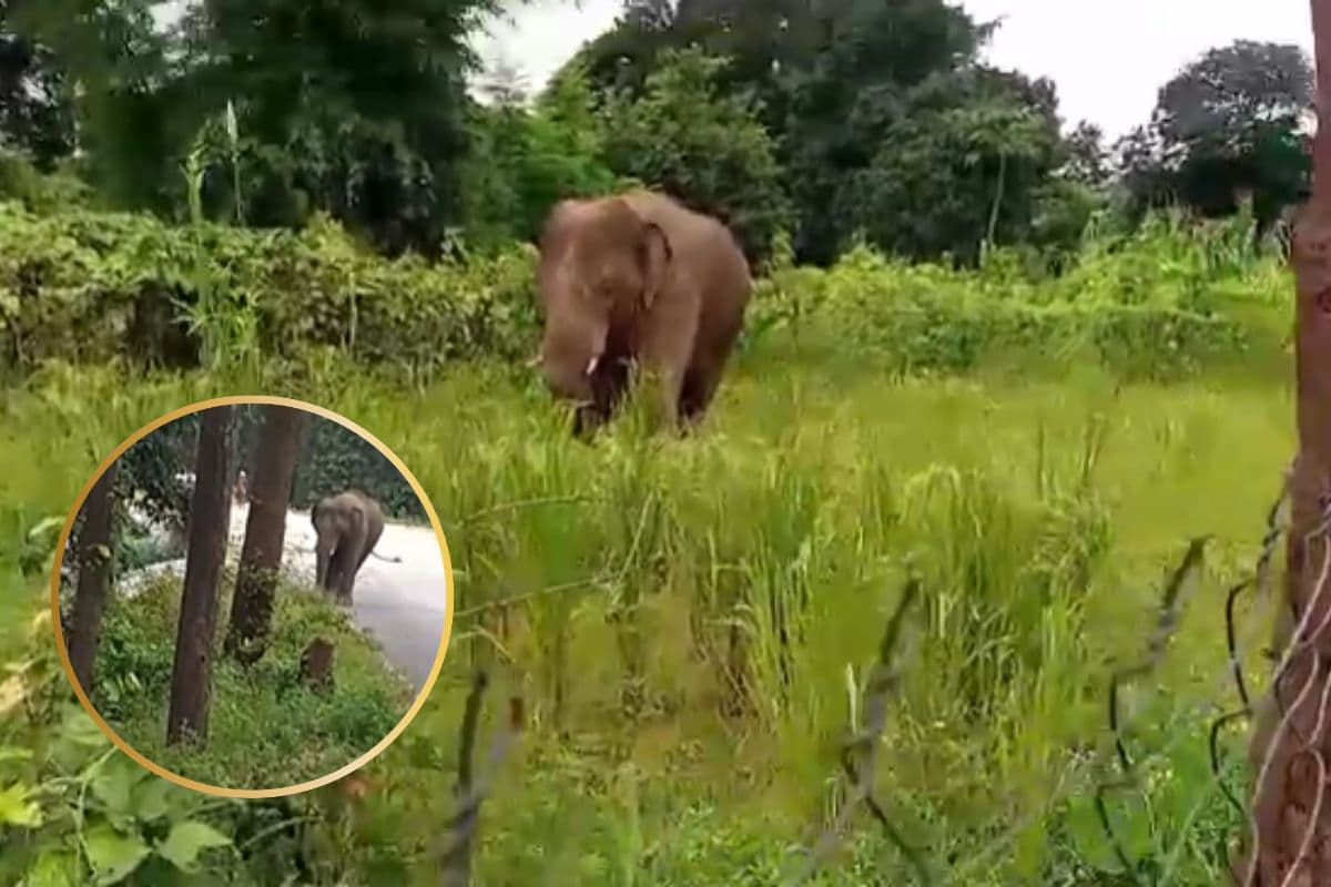 Elephant Attack in Jharkhand : हाथियों के हमले में 25 साल में 1500 से ज्यादा मरे, रांची सबसे अधिक प्रभावित