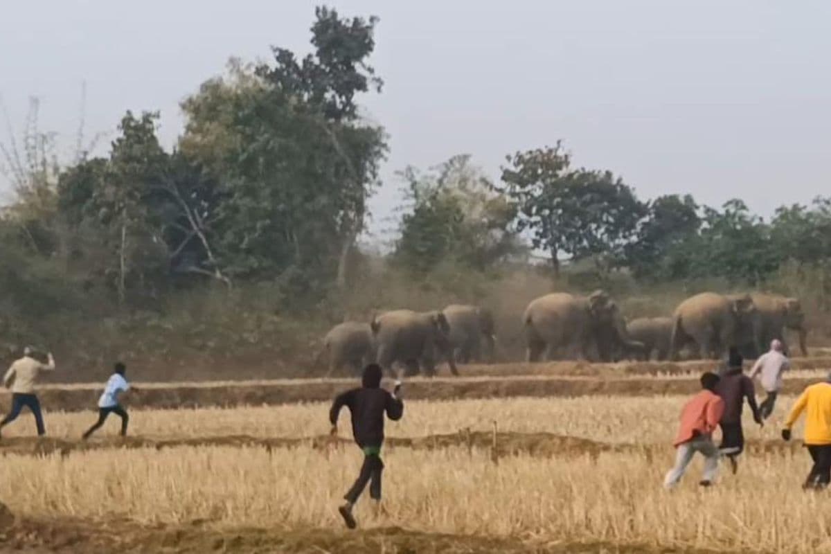 Gumla: अमलिया जंगल में घूम रहा है 16 हाथियों का झुंड, ग्रामीणों में हड़कंप