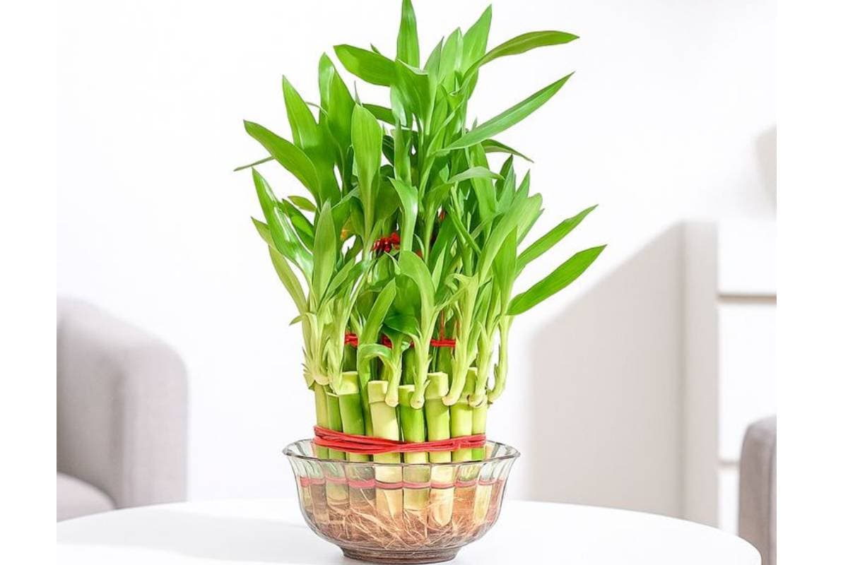 Lucky Bamboo Plant Care Tips: घर में खुशहाली और पॉजिटिव एनर्जी के लिए इस तरह करें लकी बैंबू की देखभाल