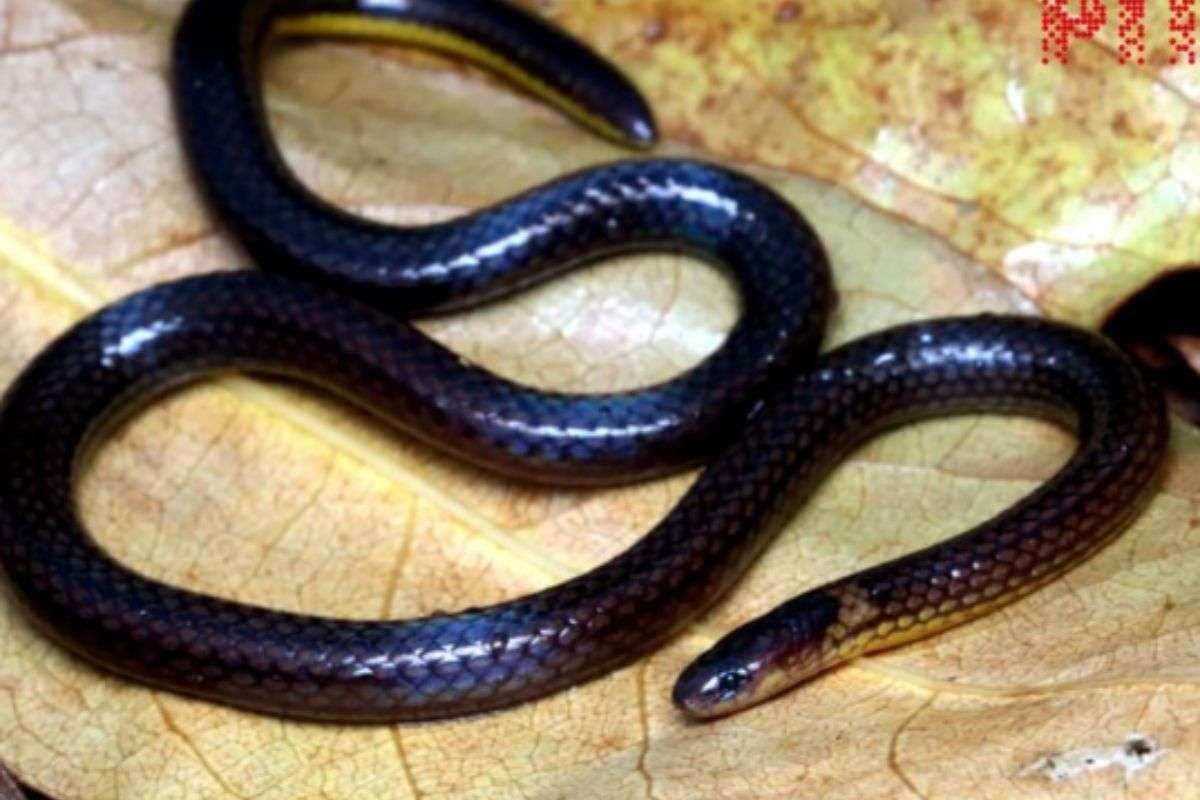 यह सांप रात में रहता है एक्टिव, भारत के इस राज्य में मिली रीड स्नेक की नई प्रजाति