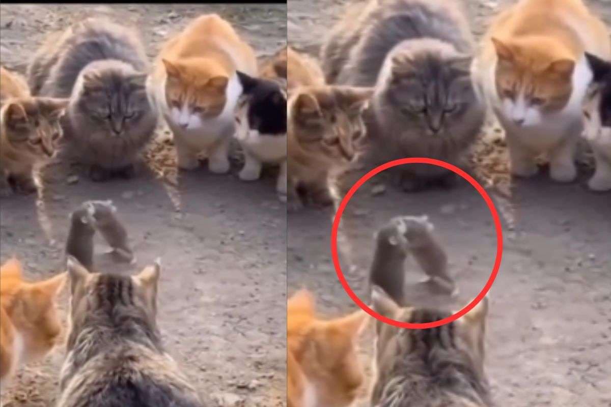 viral Video: दो चूहों के बीच छिड़ी जंग, दर्शक बनी बिल्लियां, जीतेगा कौन जानने के लिए देखें यह वीडियो