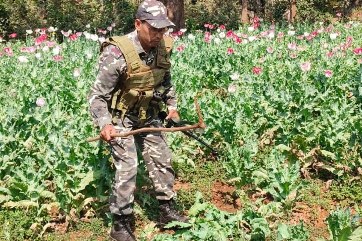 अवैध अफीम पर SSB की बड़ी कार्रवाई, सरायकेला में 2 एकड़ की खेती नष्ट