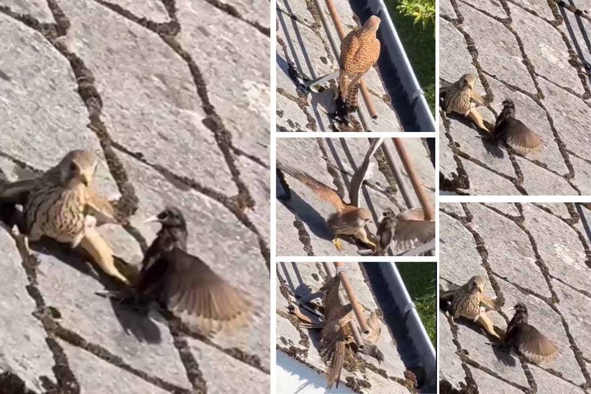 Viral Video: हाथ मलता रह गया बाज, छोटे पक्षी ने दिखाई बड़ी हिम्मत, वीडियो वायरल