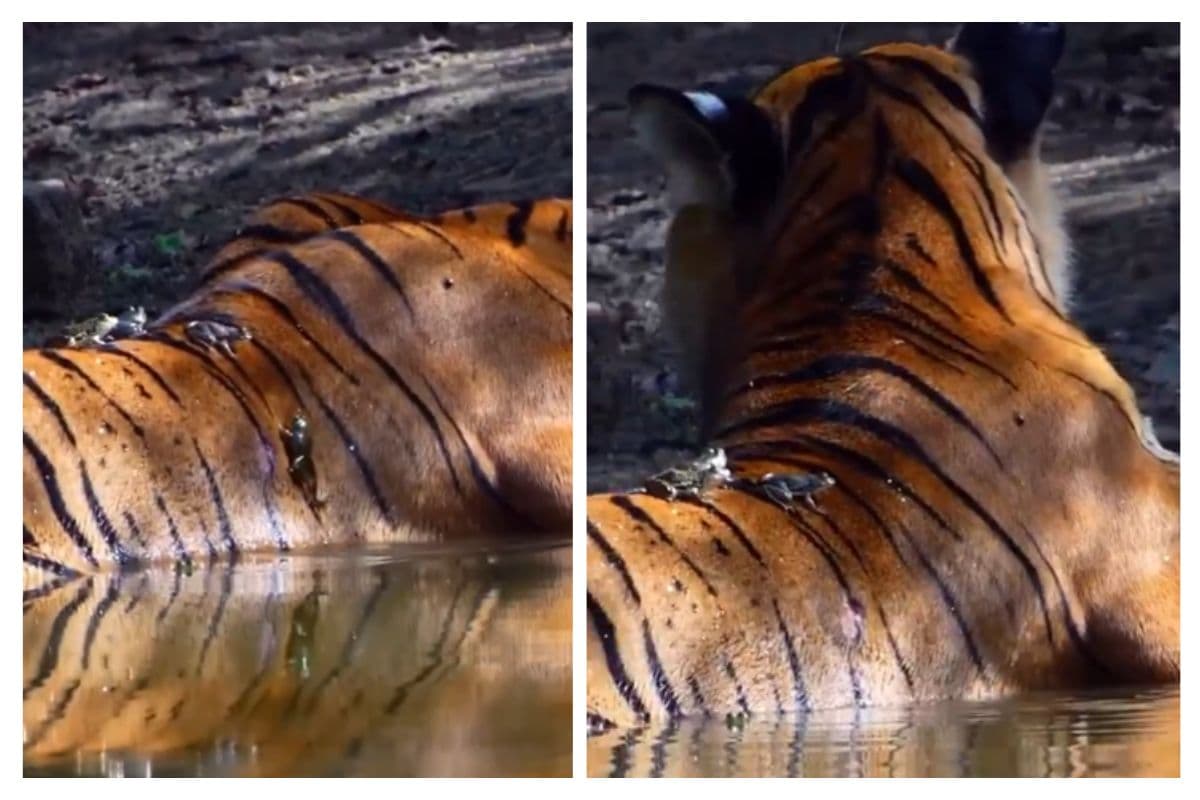 Viral Video: बाघ और मेंढक की अद्भुत दोस्ती, टाइगर की पीठ पर फुदकते दिखे नन्हे दोस्त, वायरल हो रहा वीडियो