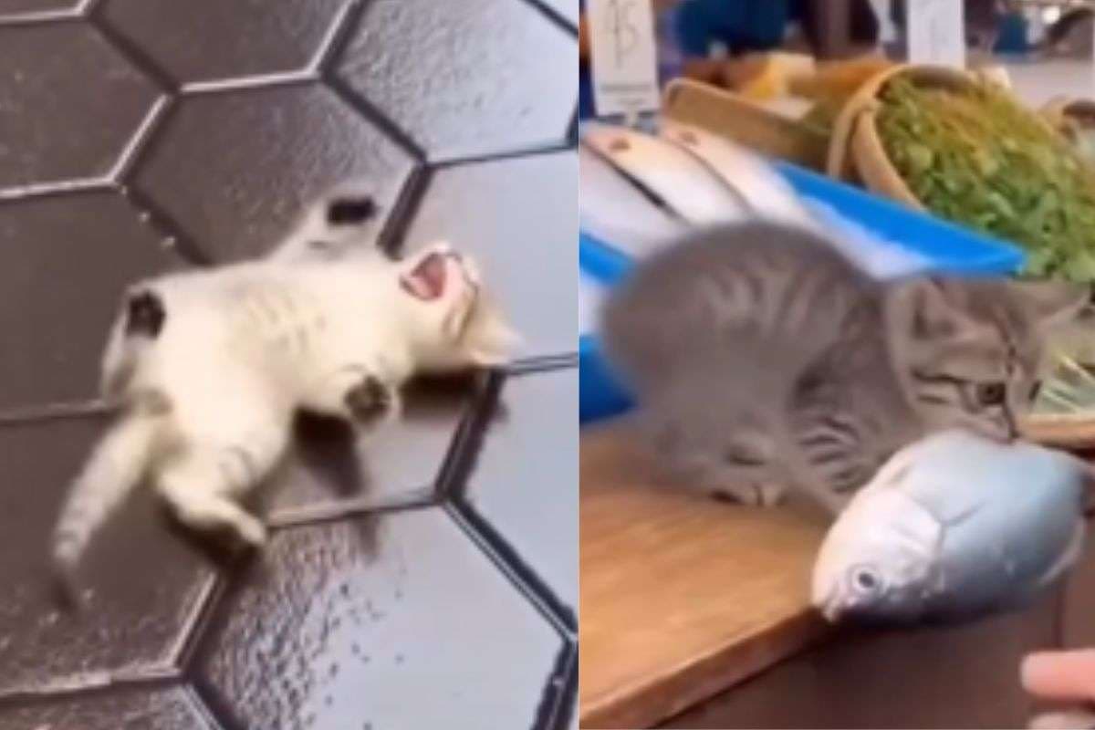 Viral Video: पहली बार मछली चोरी करने निकला बिल्ली का बच्चा, पकड़े जाते ही जमीन पर लोट-लोटकर लगा रोने
