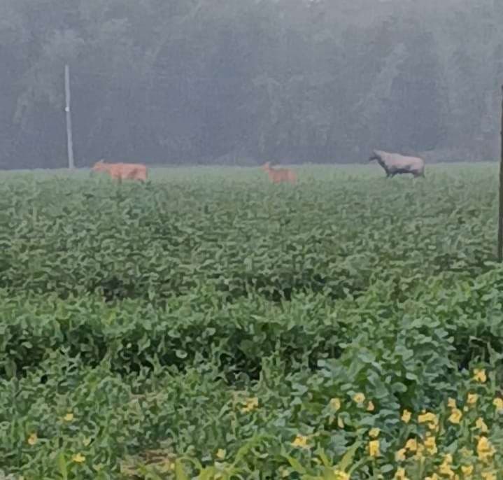 नीलगायों के कहर से किसान बेहाल, रखवाली के बाद भी नहीं बचा पा रहे फसल