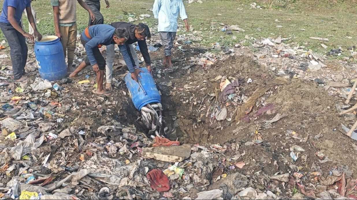 प्रतिबंधित थाई मांगुर मछली जब्त, मत्स्य विभाग की छापेमारी