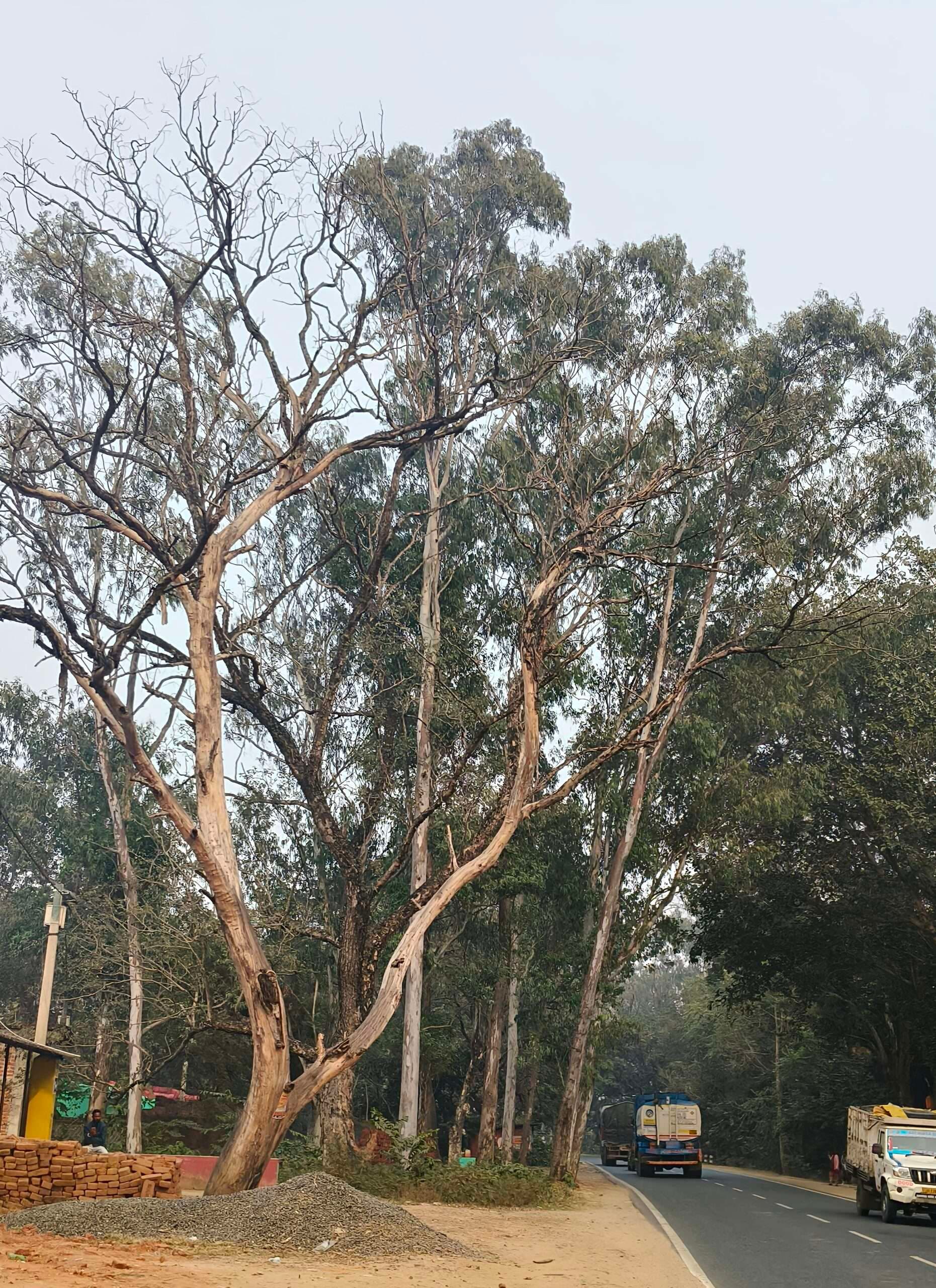 हाइवे पर सूखा पेड़ दुर्घटनाओं को दे रहा आमंत्रण