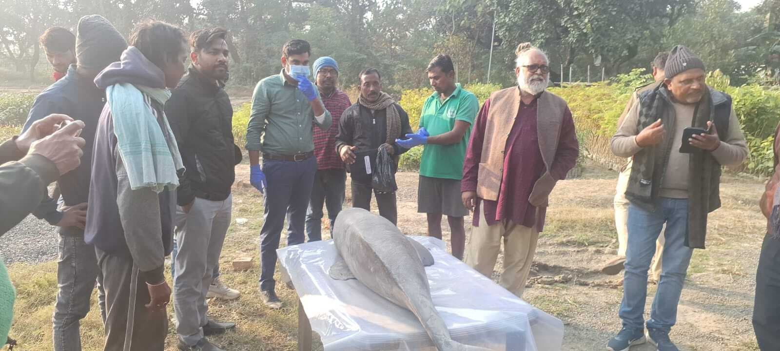 मदनशाही चिमनी भट्ठा के पास गंगा नदी से मृत डॉल्फिन बरामद