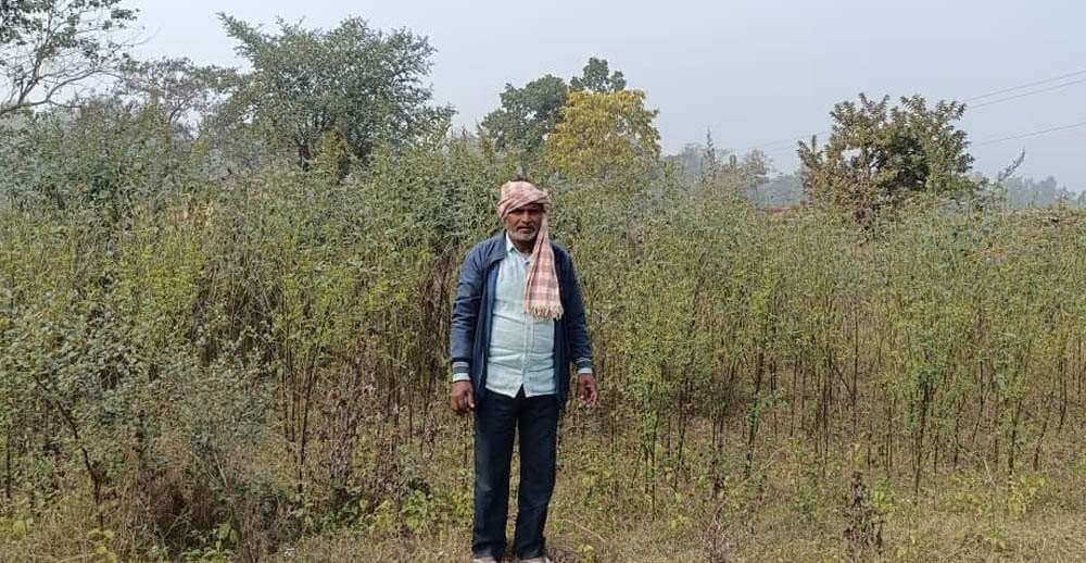 खेतों में लगी फसलों को नुकसान पहुंचा रहे हैं नीलगाय