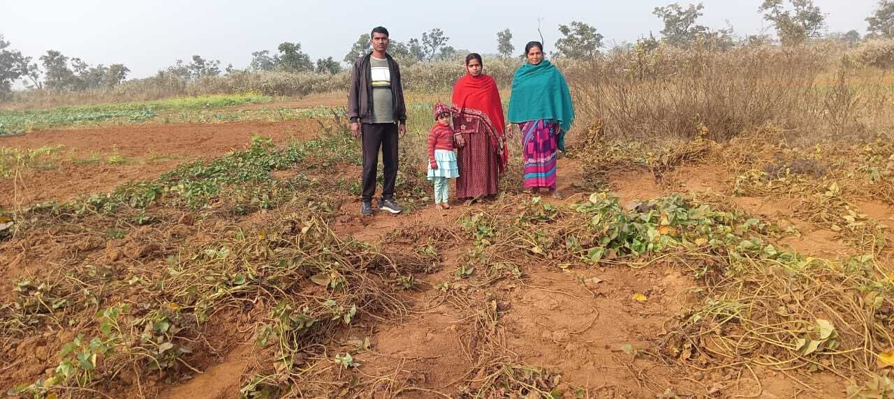 जामुदाग में जंगली हाथियों ने सब्जी फसल को किया नष्ट