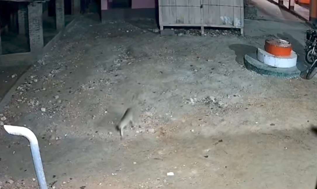 hajipur news. तेंदुआ देखे जाने की अफवाह से हड़कंप, रेंजर ने फिशिंग कैट बताया