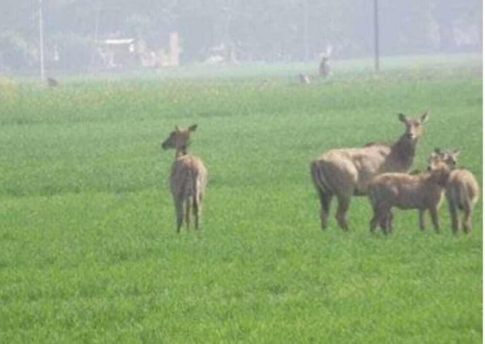 मेसकौर में फसलों को रौंद रही नीलगाय, किसान परेशान