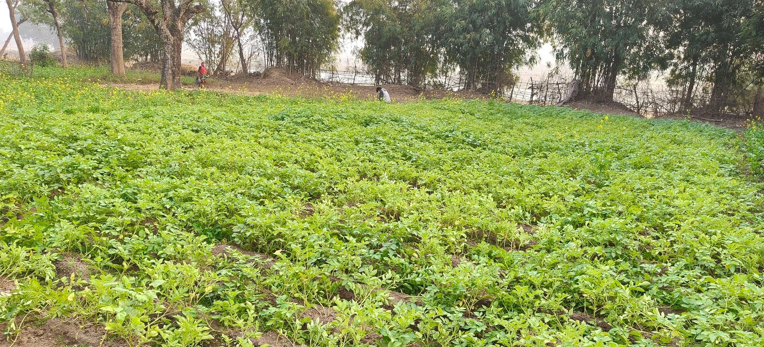 Bokaro News : सब्जी की खेती पर कोहरे का असर, किसान चिंतित