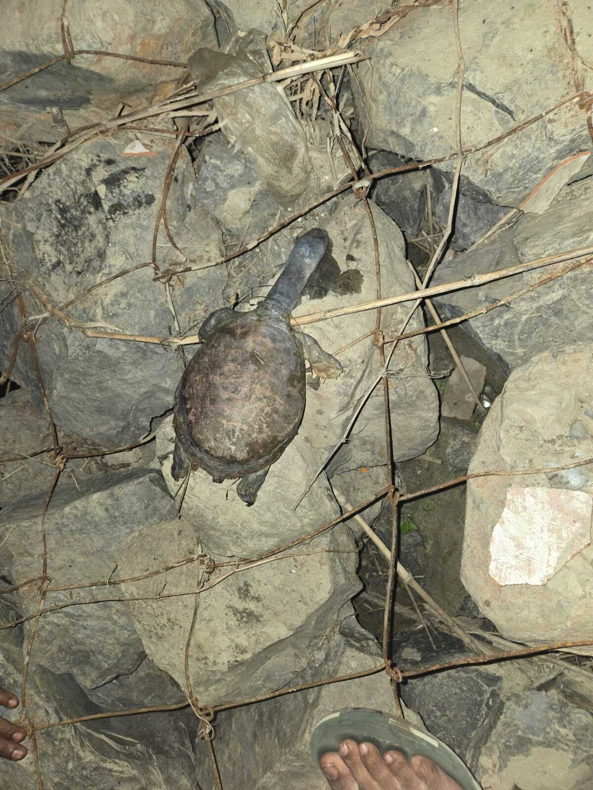 राजमहल गंगा घाट से 10 मृत कछुए बरामद, जांच में जुटा वन विभाग