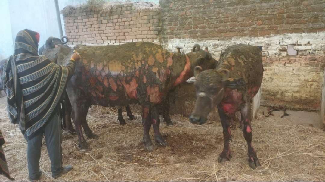 गौशाला में लगी आग, तीन भैंस व तीन बच्चे जले