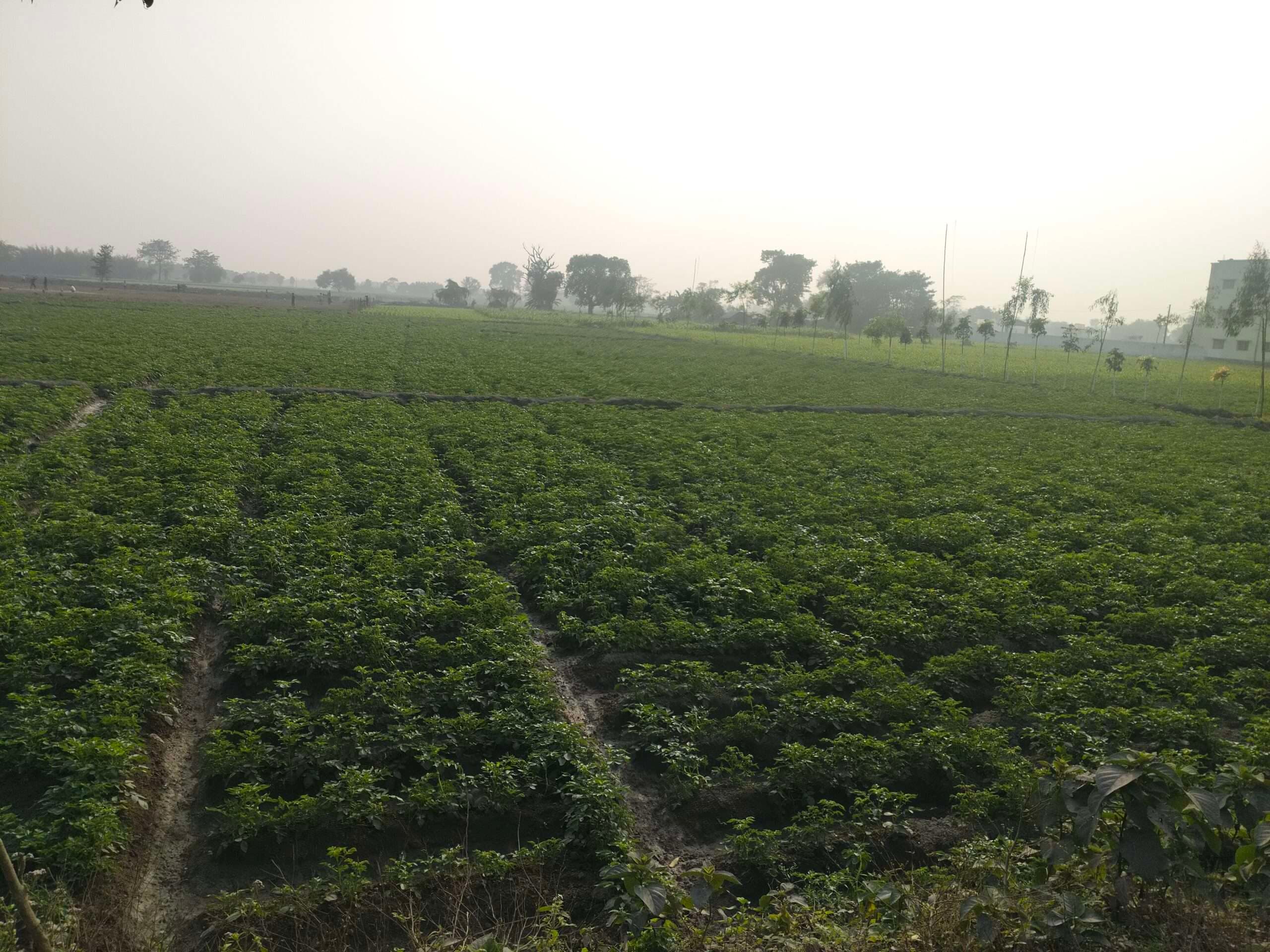 बढ़ते ठंड ने आलू उत्पादक किसानों की चिंता बढ़ाई