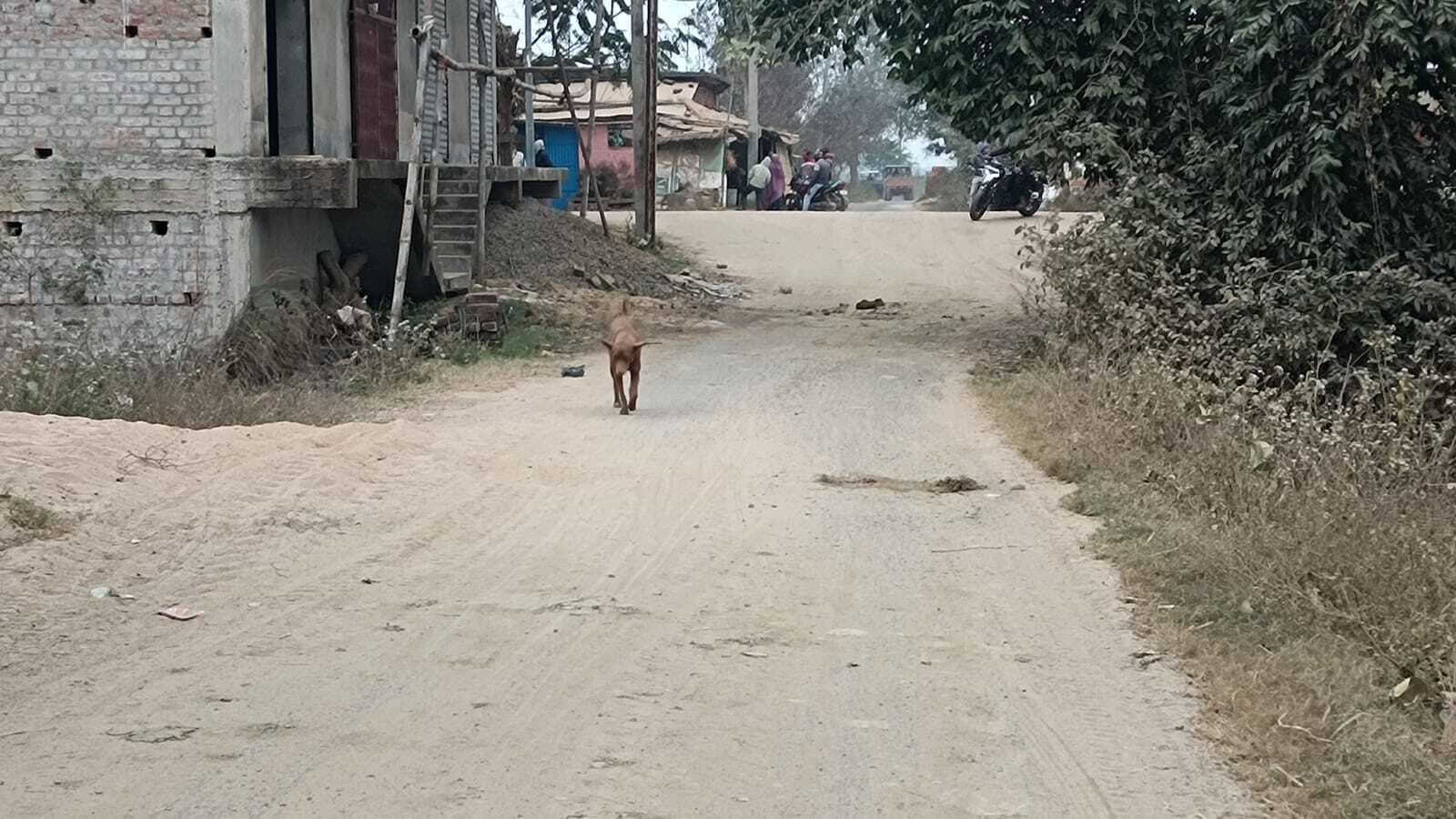 आवारा कुत्तों के हमले की आशंका, सरकारी स्कूलों में गेट-चहारदीवारी का अभाव