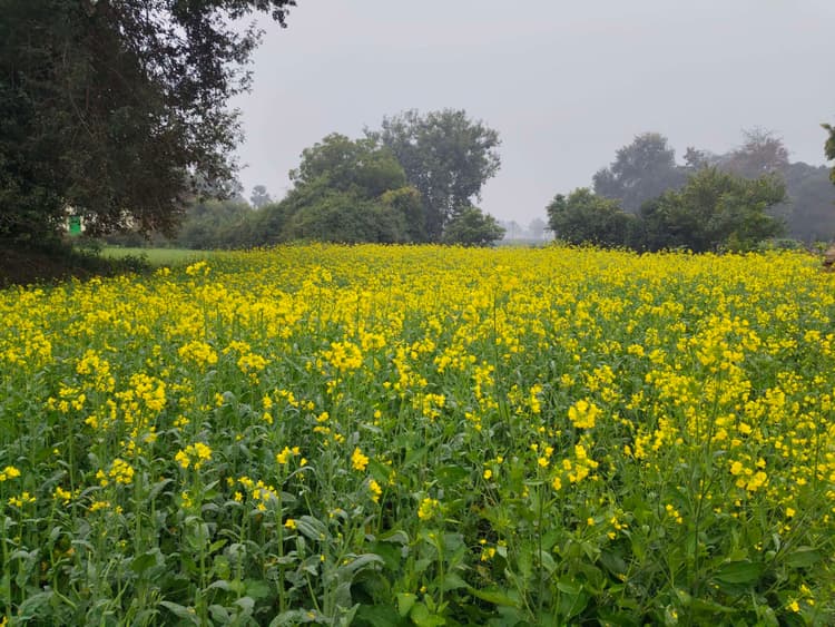 कुहासे से सरसों की फसल को हो रहा नुकसान