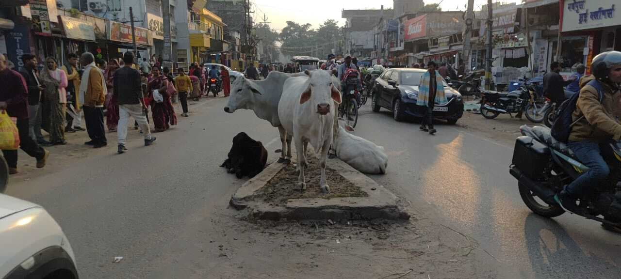 मधेपुरा के मुख्य बाजार में आवारा पशुओं का आतंक, आम लोग परेशान