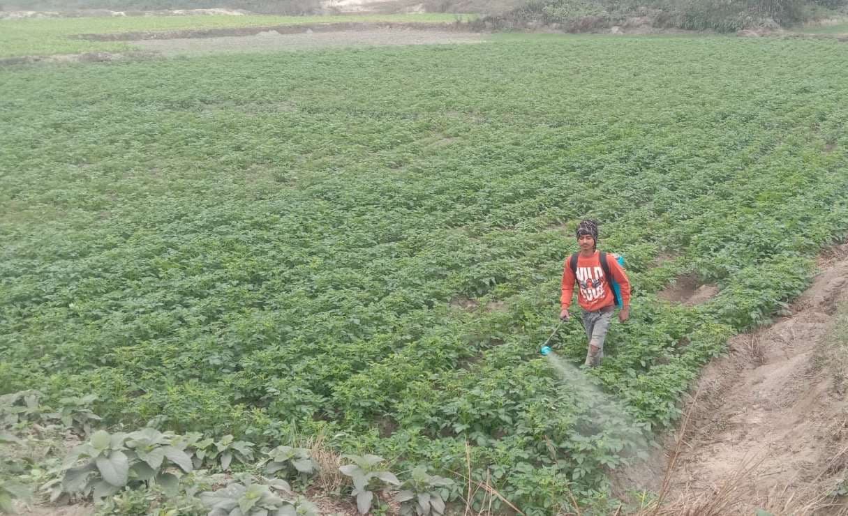 कड़क ठंड से अब खेती में भी खलल, किसानों की बढ़ी चिंता