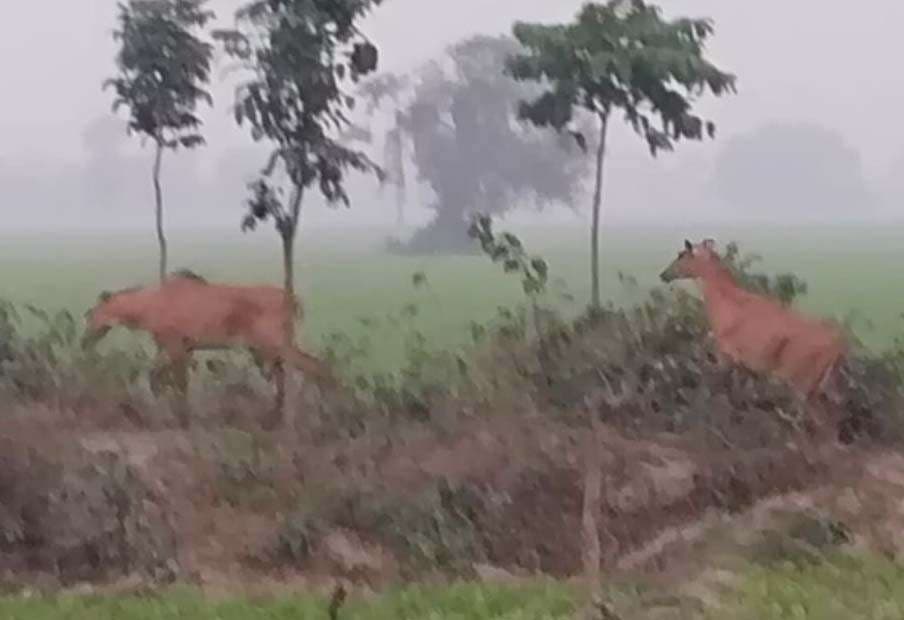 मकई के खेतों में दिखे नीलगाय के शावक, किसान चिंतित