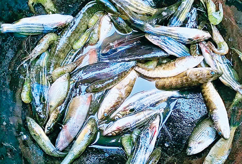 Begusarai News : कांवर झील में मछलियों की प्रजातियां हो रही हैं विलुप्त, जैव विविधता पर खतरा