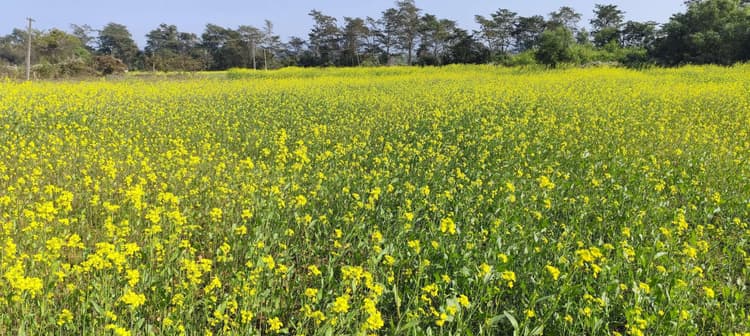 East Singhbhum News : सरसों की एकल खेती का दायरा बढ़ा, 240 हेक्टेयर में लहलहा रही है फसल