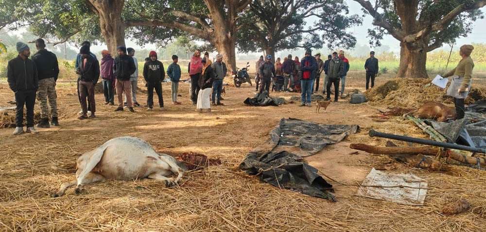 हाथी ने तीन मवेशियों को मार डाला, स्कूल को किया क्षतिग्रस्त
