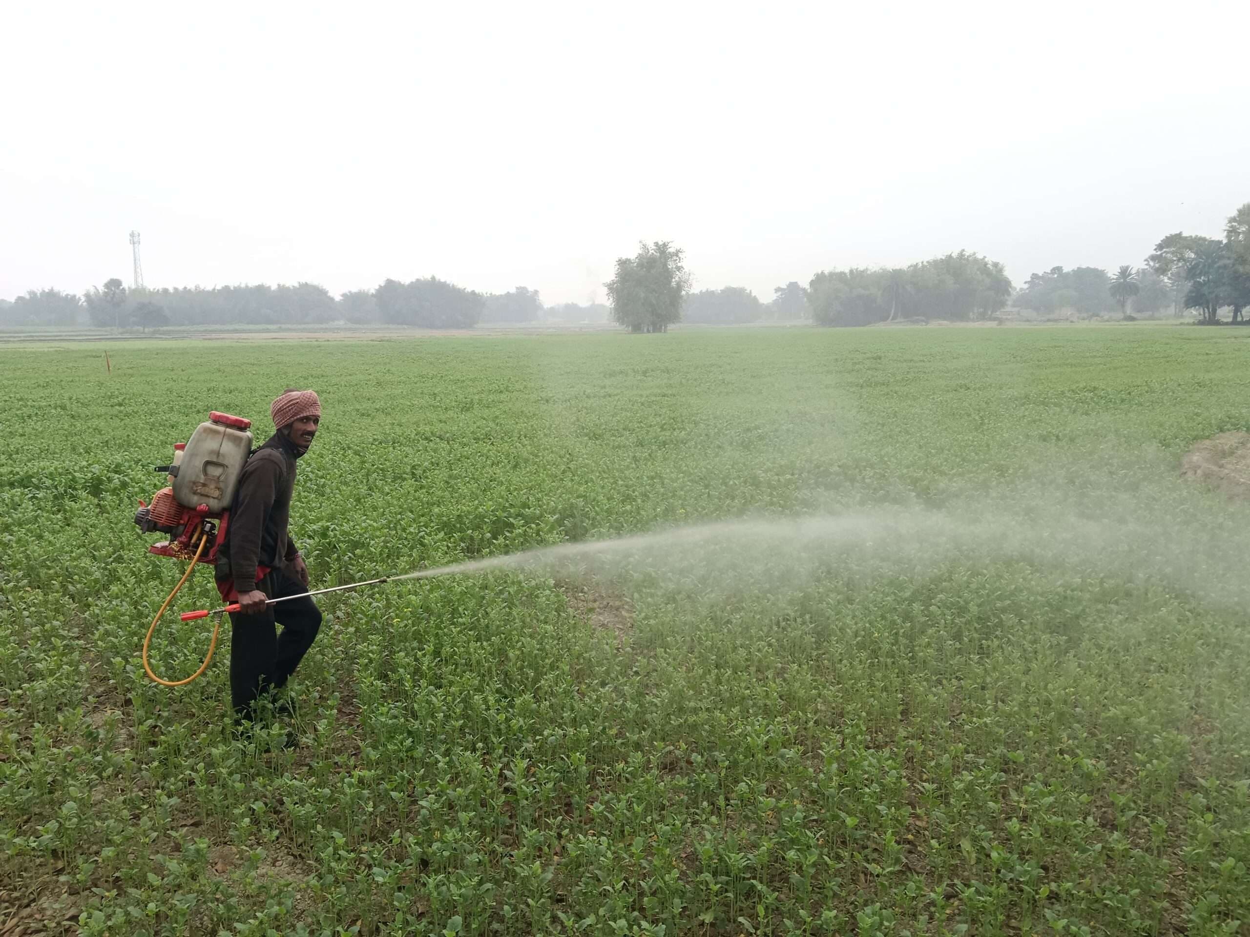 ठंड व कोहरे से सरसों फसल में लाही रोग से किसान परेशान