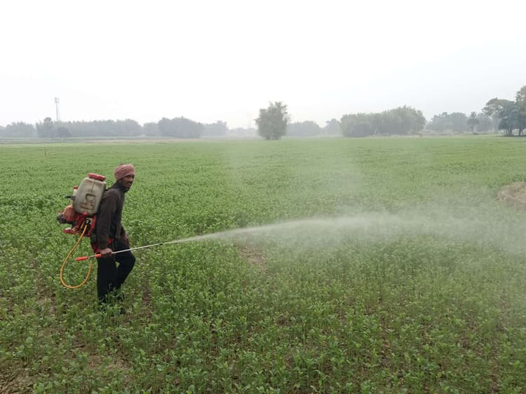 ठंड व कोहरे से सरसों फसल में लाही रोग से किसान परेशान