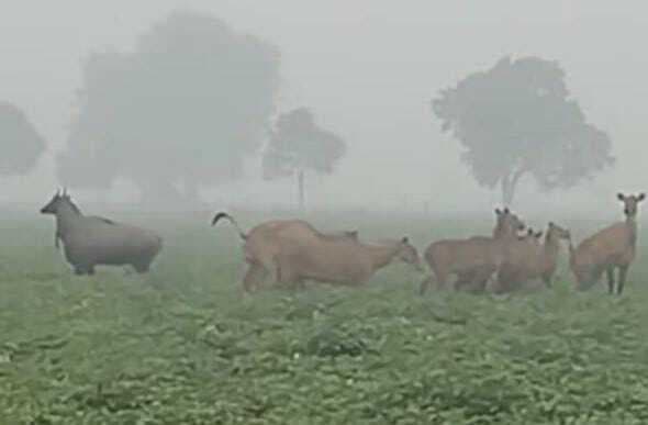 hajipur news. राजापाकर में फसल बर्बाद कर रहीं नीलगाय, शूटर भेजने की मांग