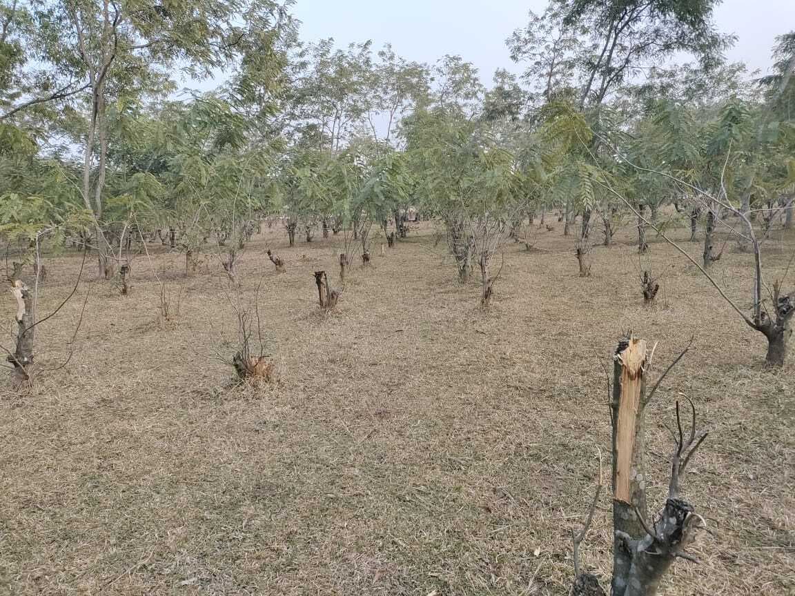 बदिया जंगल में पेड़ों की अवैध कटाई से सिमट रहा जंगल