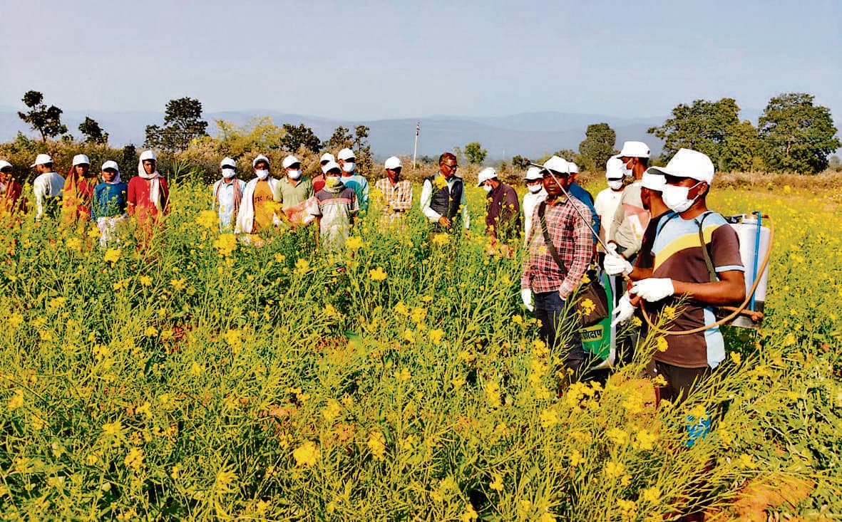 Seraikela Kharsawan News : रोग व कीट नियंत्रण से बढ़ेगी उपज, घटेगा खर्च : डॉ पंकज
