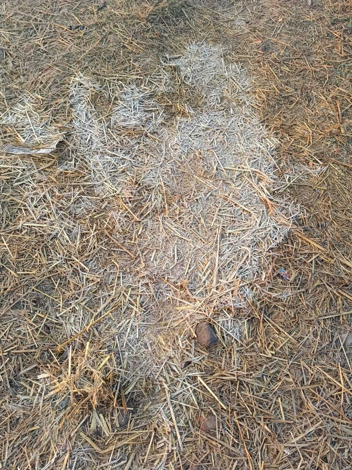 पिपरवार में ठंड का सितम जारी खेतों व पुआलों में बिछी सफेद बर्फ की चादर