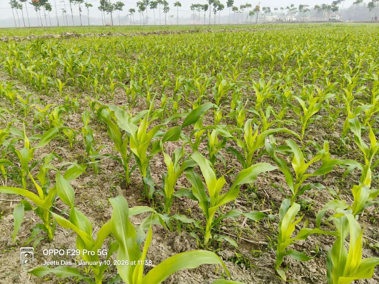 मौसम में उतार-चढ़ाव से मक्का फसल प्रभावित