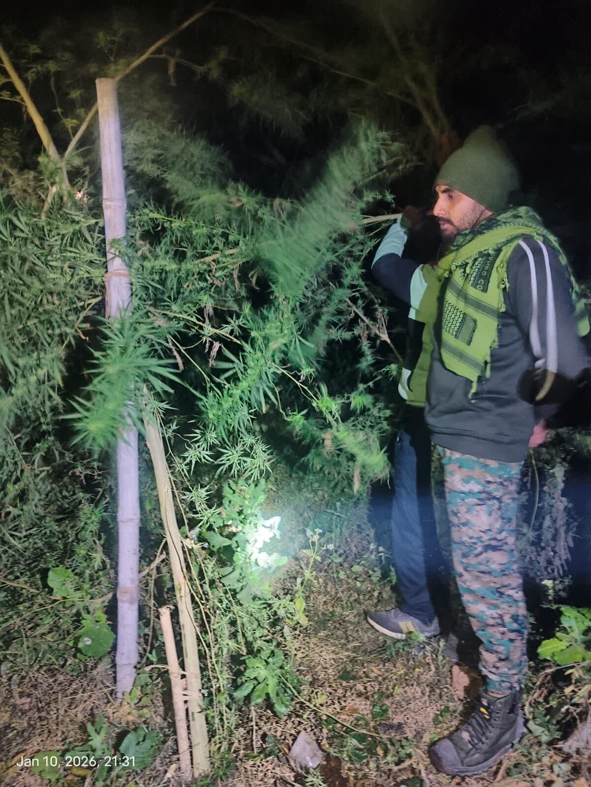 गांजे की फसल नष्ट, आरोपित गिरफ्तार