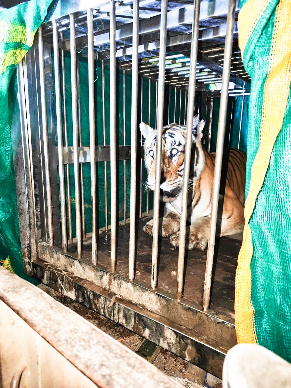 ग्रामीणों के लिए खौफ बना बाघ पिजड़े के अंदर, भेजा गया चिड़ियाघर