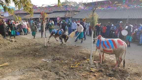 सोहराय पर्व के तीसरे दिन धूमधाम से मनाया गया खुटूवा पर्व