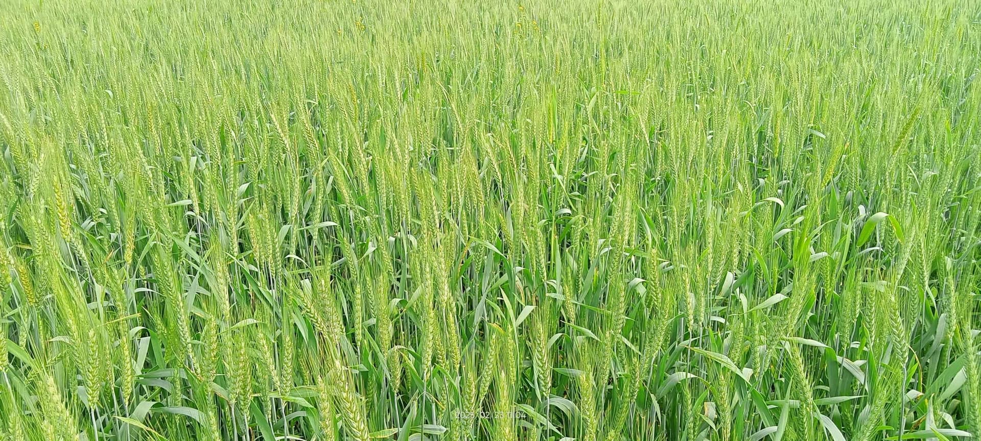 ”Climate Smart” Technology: मौसम की मार से खेती को बचाएगी ”क्लाइमेट स्मार्ट” तकनीक: समस्तीपुर के पूसा विश्वविद्यालय की नई पहल