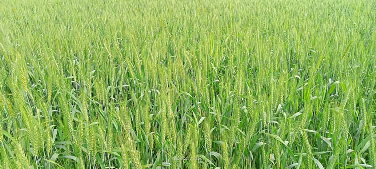 ''Climate Smart'' Technology: मौसम की मार से खेती को बचाएगी ''क्लाइमेट स्मार्ट'' तकनीक: समस्तीपुर के पूसा विश्वविद्यालय की नई पहल