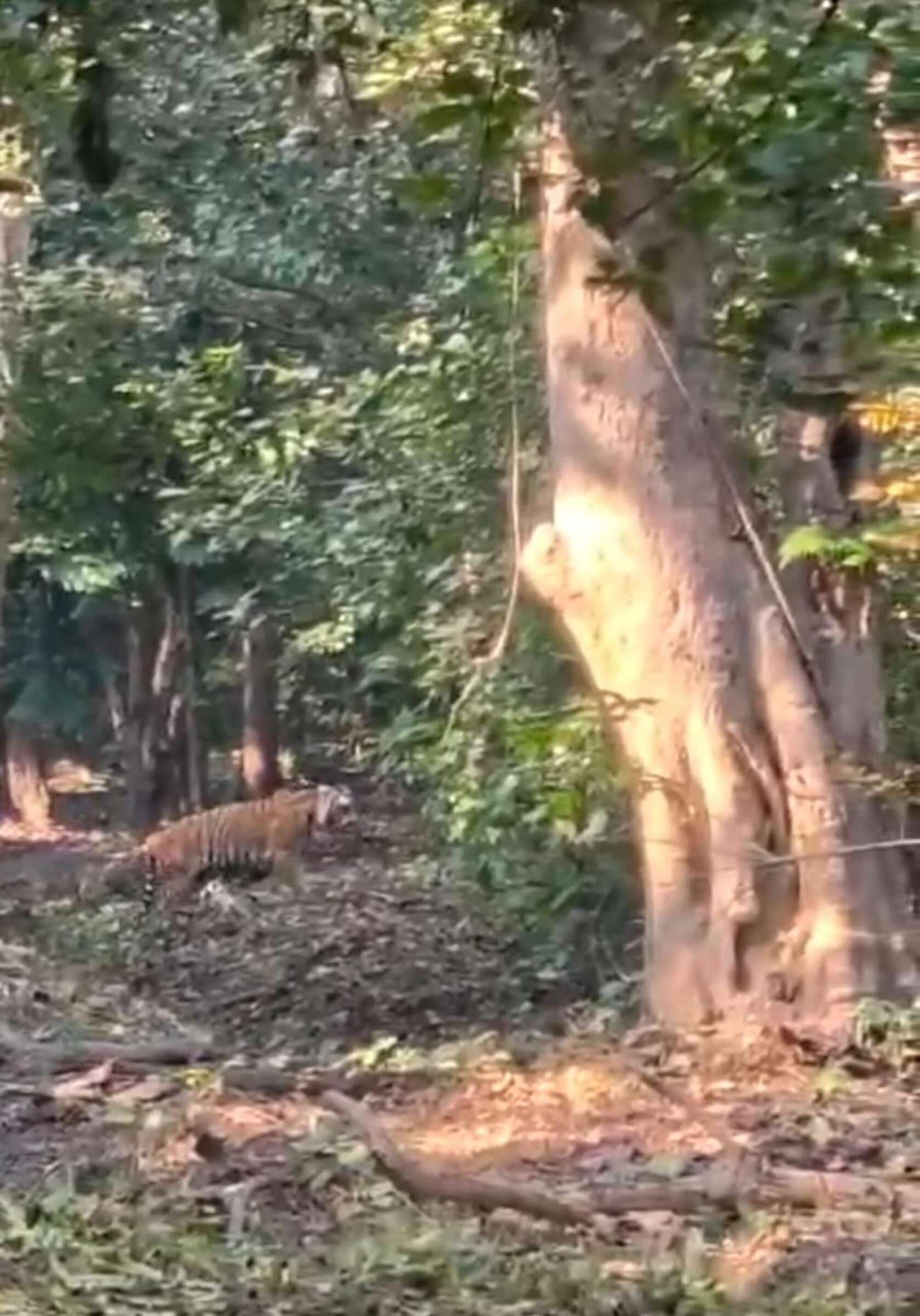 मदनपुर-वाल्मीकिनगर स्टेट हाईवे पर अलग-अलग जगहों पर दिखा गेंडा व हिरण का झुंड