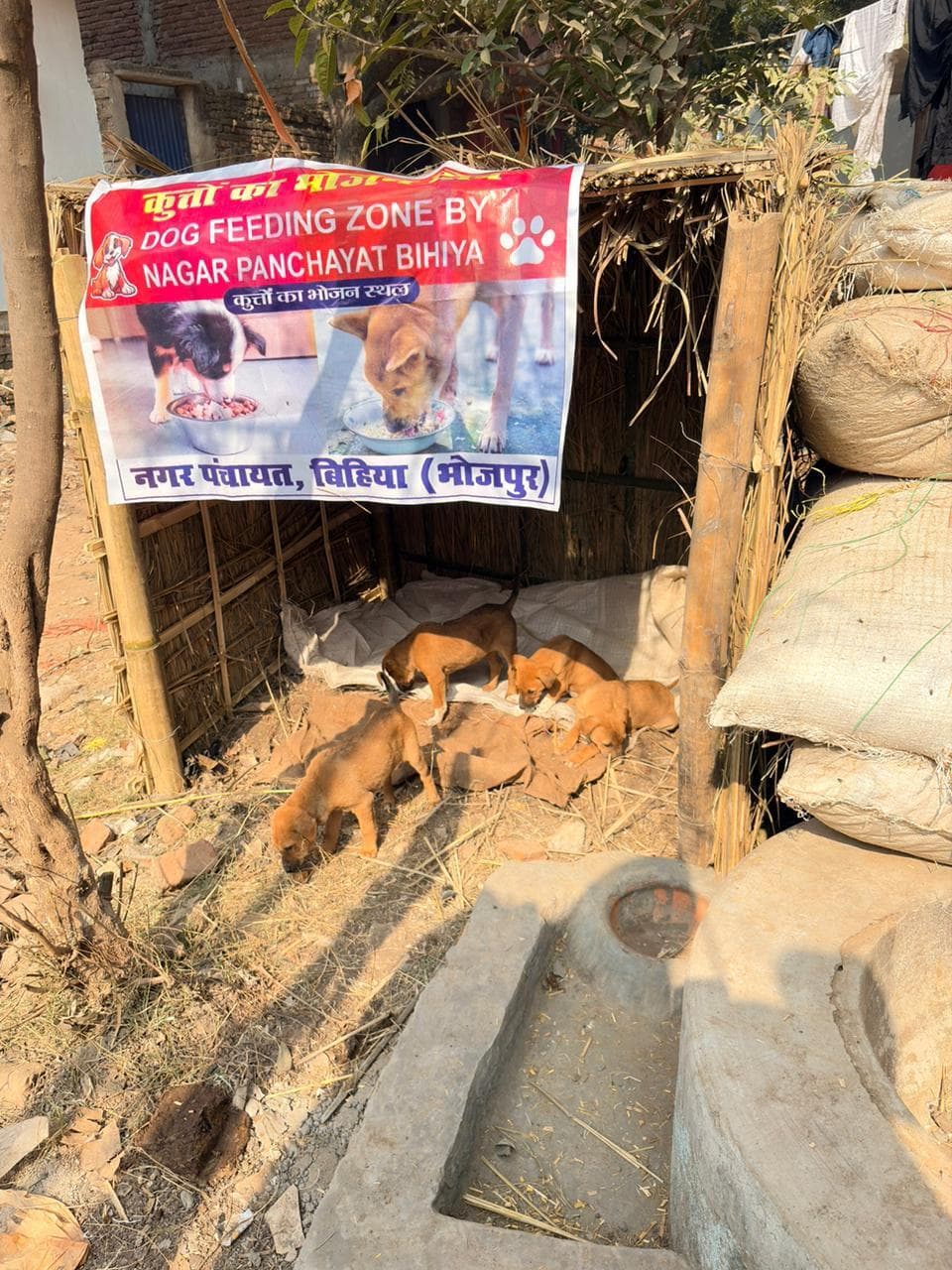आवारा कुत्तों के लिए नगर पंचायत बिहिया में बने चार आश्रय स्थल