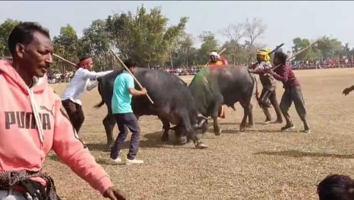 East Singhbhum News : कमजोर पड़ रहे भैंसा ने भागने के क्रम में ग्रामीण को पटका